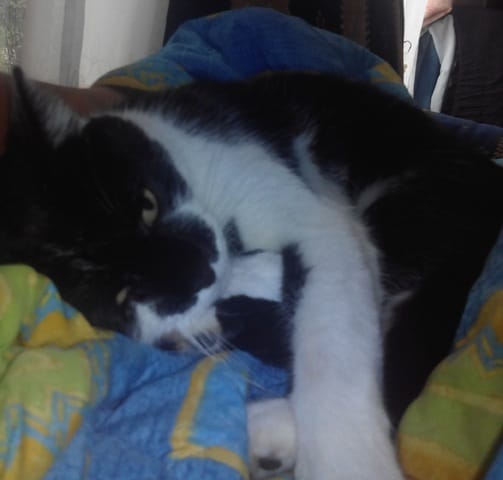 Mon chat me manque
