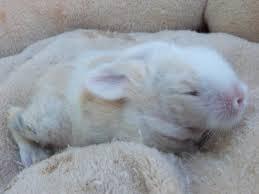 Le concoure  de votre animal le plus mignon !!!!!