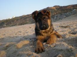 reaction de votre chien ,