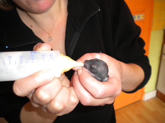 bébé lapins de garenne