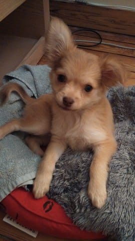 les oreilles dressés 