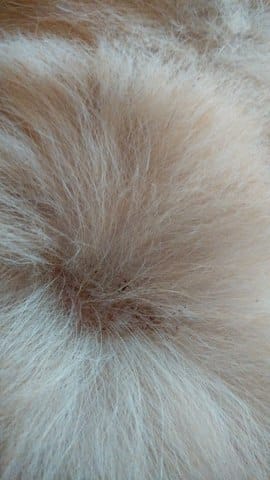 tâche sur la peau de mon chiot 