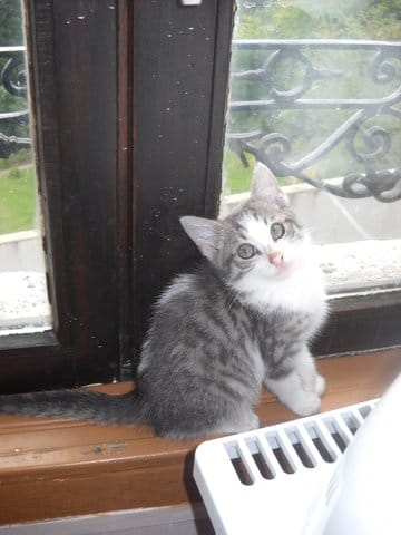 Troubles du comportement d'un animal... Faut-il faire une thérapie ?