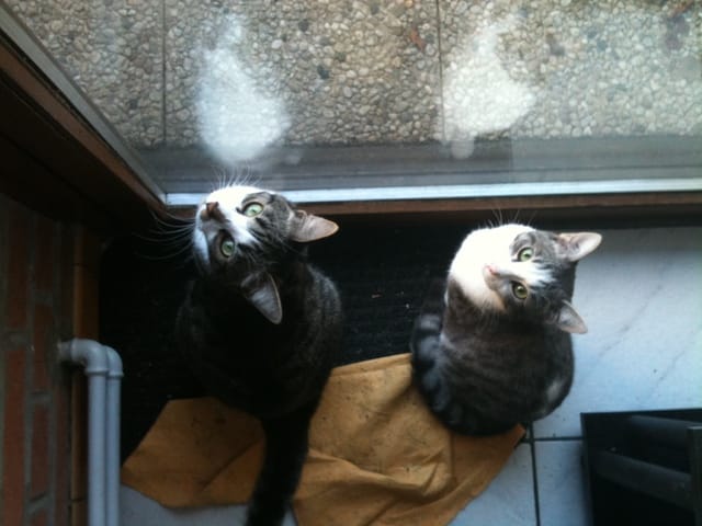 Chat européen / Chat de gouttière : quelle et la différence ?