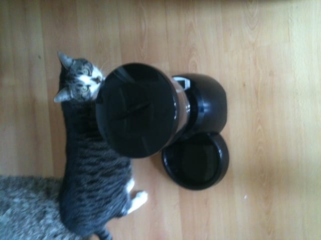 Concours Pet Feeder : Merci à Wamiz & Eyeanimal