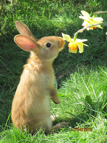 Lapin de Garenne à donner