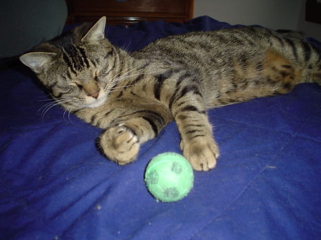 Problèmes respiratoires inconnus chez le chaton