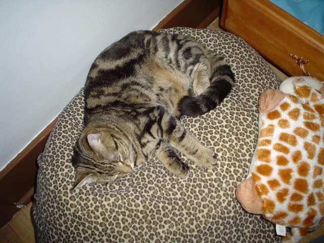 Il n'est pas affectueux ou il a un problème ?