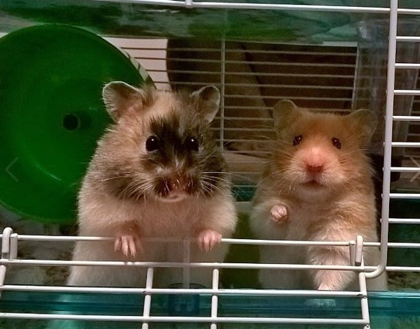 Hamster doré ensemble une exception ?