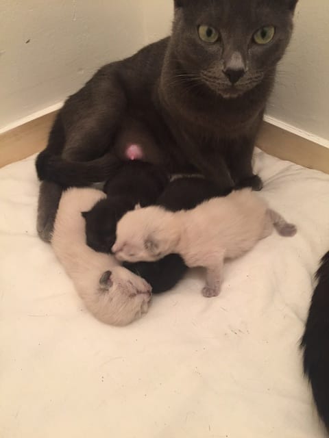 Chatons marche