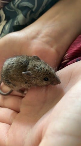 Souris ou bébé rat ?