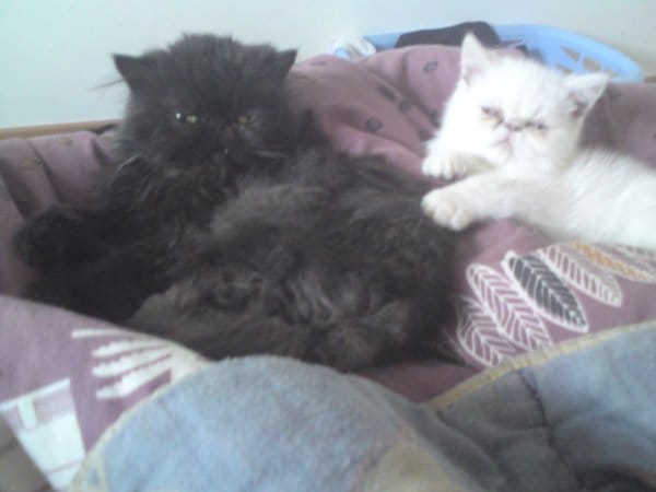 quand la poisse nous colle