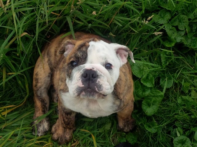 bouledogue anglais :conseil croquette urgent