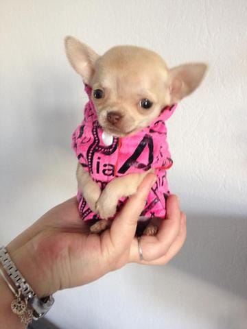 besoin de conseil urgent 