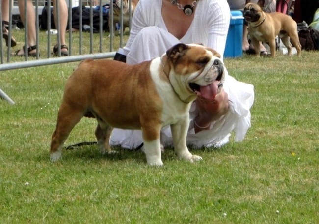 mise bas bull dog anglais