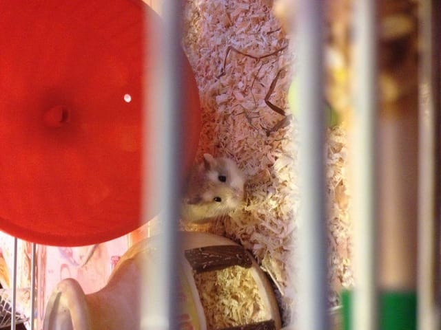 J'ai acheté un nouveau hamster