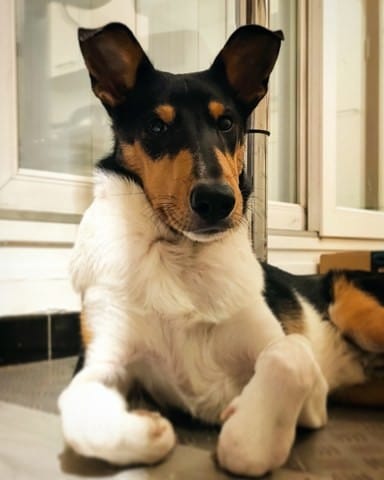 Chiot avec suspicion de Shunt