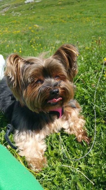 Fugue du chien que je garde
