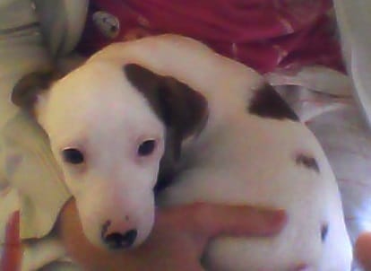 Mon chiot, Max, ne veut plus aller se promener