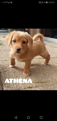 Pourriez vous me dire à quoi mon chien va ressembler ?