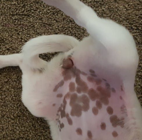 aide sur sexe de mon chien