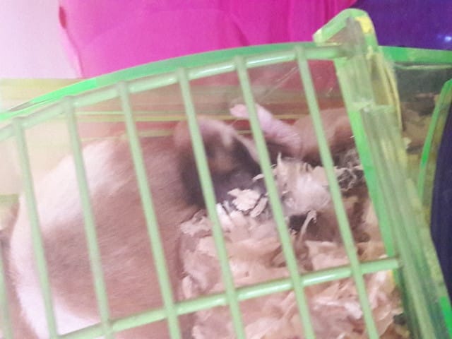 Couleur hamster