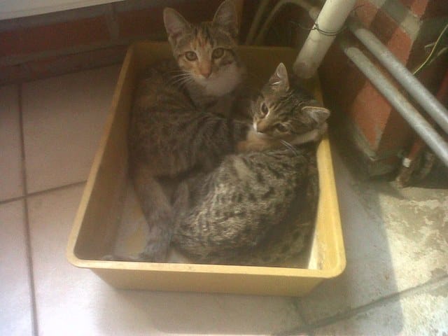 Quelques photos de Budy et Clochette :) 