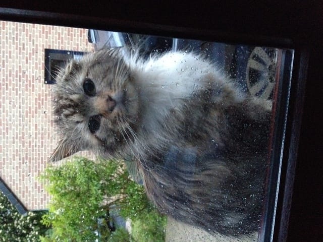 Chat abandonné