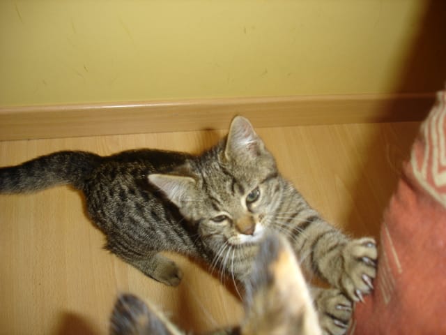 Mon chat est mort..Je m'en veux