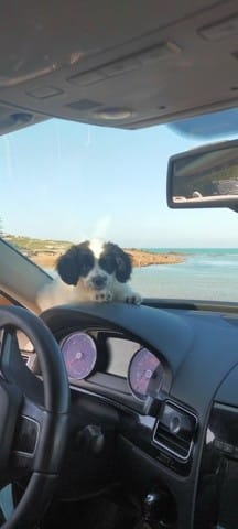 Race de ce jolie petit chiot
