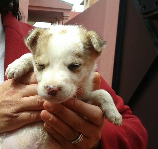 Doutes sur la race de mon chiot