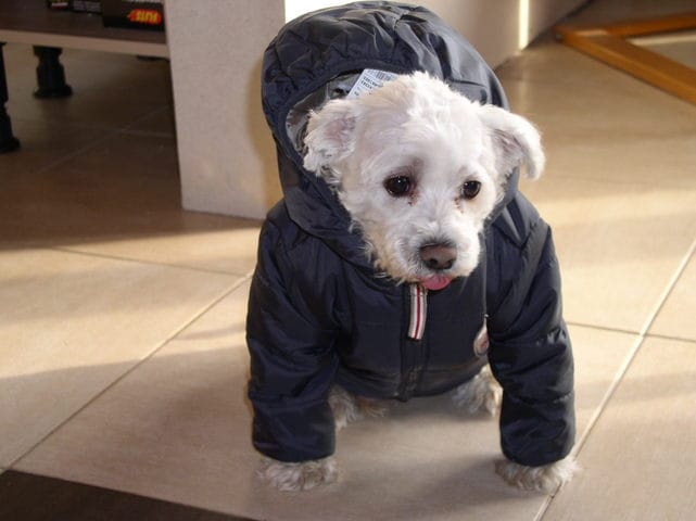 Quelle marque de nourriture donner à mes chats et mon chien ?