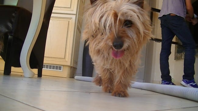 Comment faire jouer son VIEUX chien?