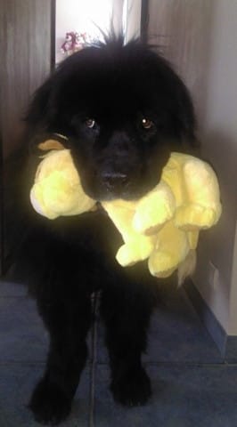 Concours Ébène en faveur du collectif «&nbsp;un avenir meilleur pour les animaux de Montélimar «&nbsp;