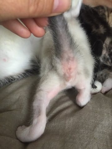 quel sexe ont mes chatons ?