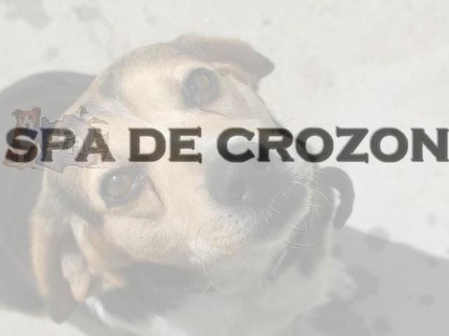 SPA DE CROZON