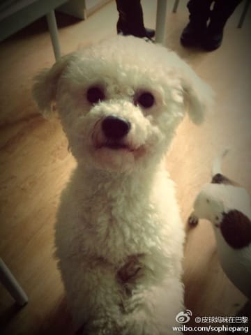 trouvez des amis pour mes chiens 