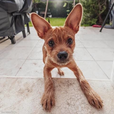 Notre petit RIO 6 mois nous a quitté