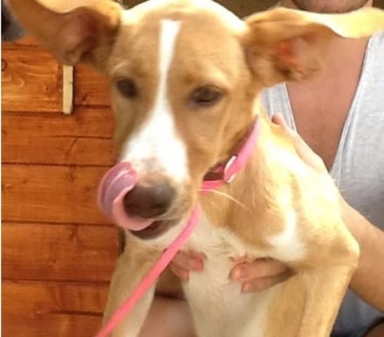 Chienne à adopter 6 mois croisé Levrier Labrador