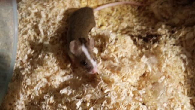 Manipulation de souris de 6 semaines elle sont tres peur
