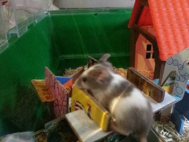 voici mes nouvelles souris males