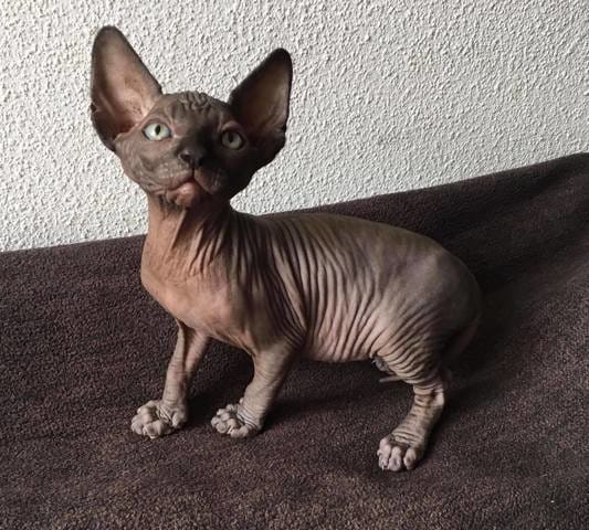 Pour les connaisseurs besoin d'aide a identifier couleurs sur une portée