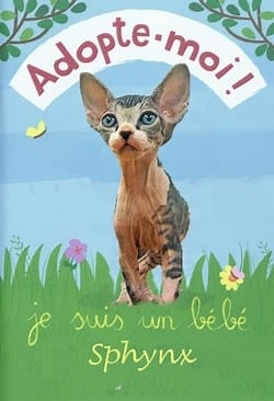 Adoption en direct