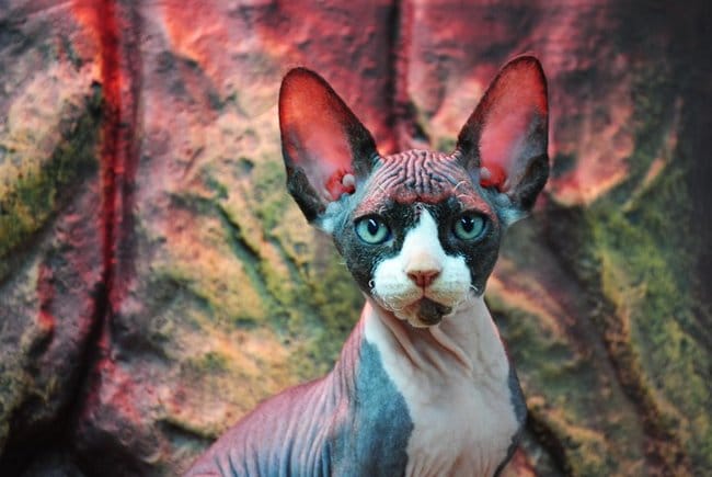 Clip sur mon chat Sphynx