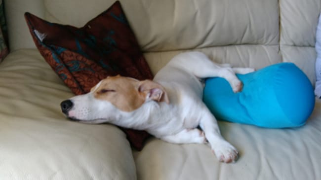 6 mois et toujours pas propre