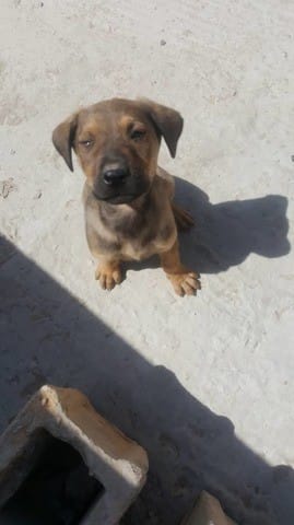 j aimerai connaitre la race de mon chiot