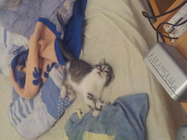 Charlie, chatte de 2 mois, nouvelle arrivée