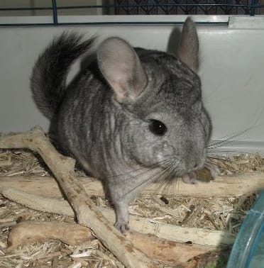Chinchilla cherche gentils maîtres