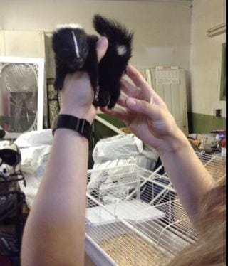 Bébé moufette orphelin