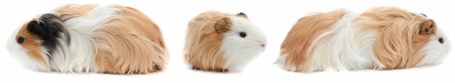 Recherche de cobayes